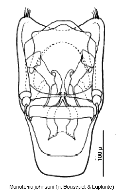 monotoma_johnsoni.gif
