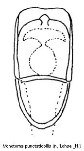 monotoma_punctaticollis.jpg