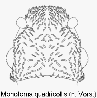 monotoma_quadricollis_k.gif