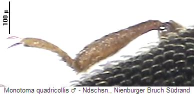 monotoma_quadricollis_mschn.jpg