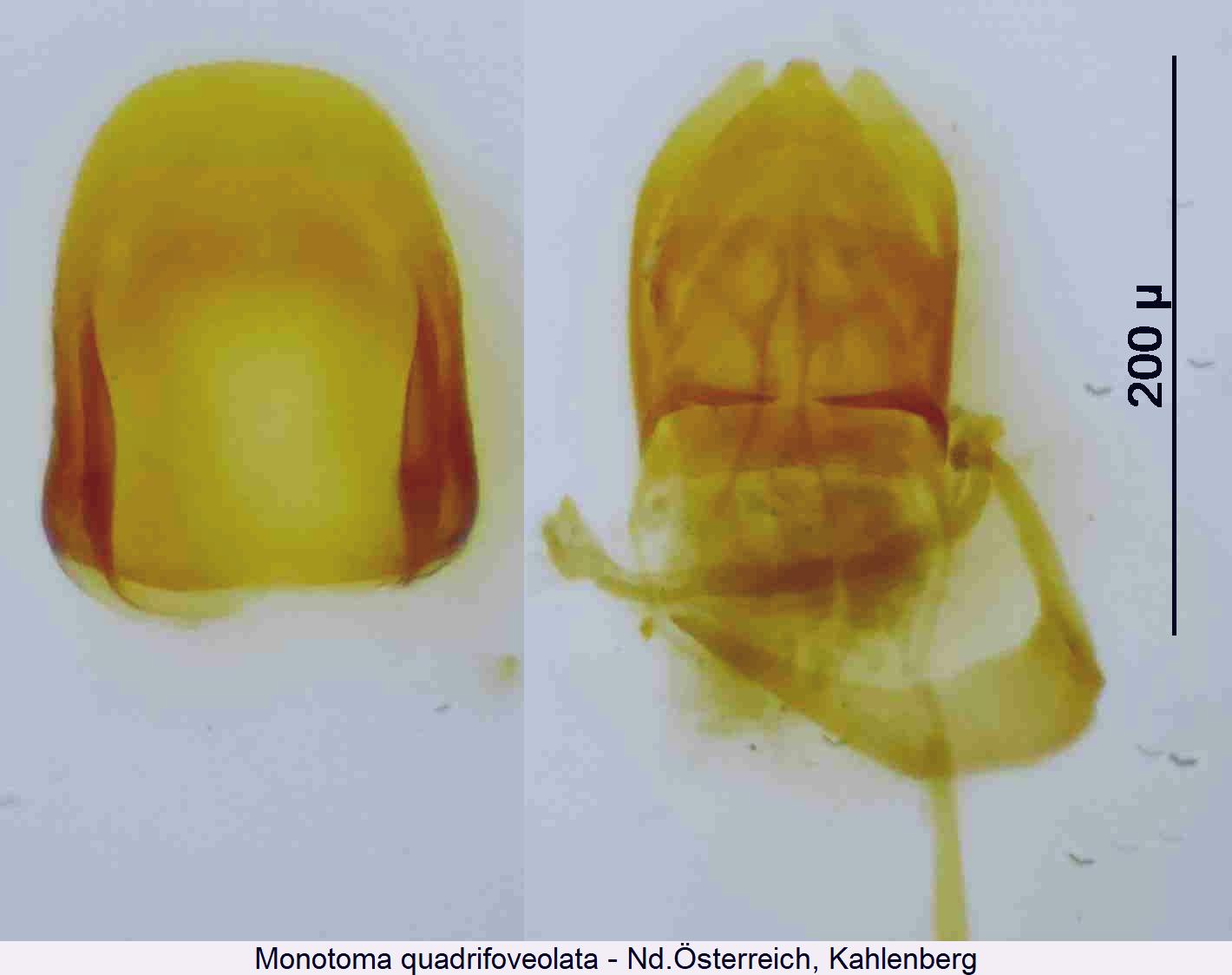 monotoma_quadrifoveolata.jpg