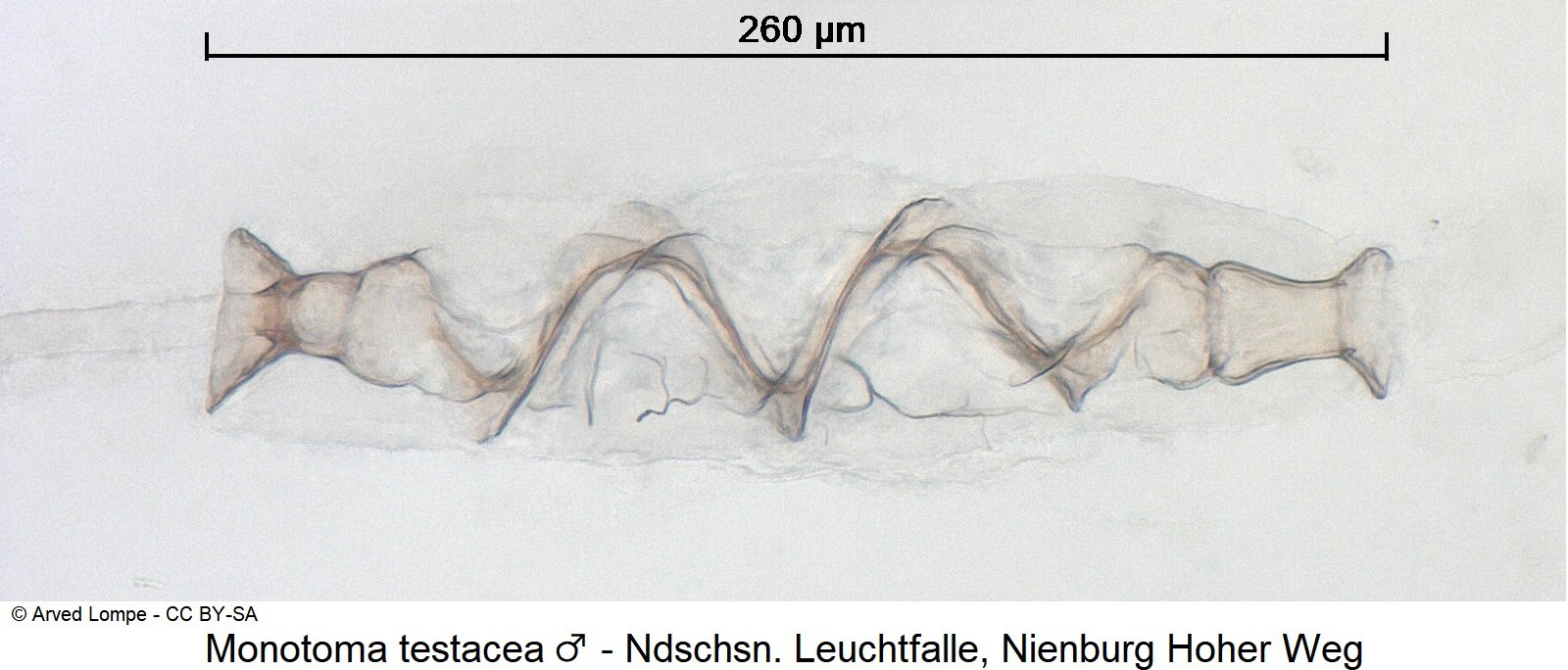 monotoma_testacea_m_ck36110987_pc.jpg