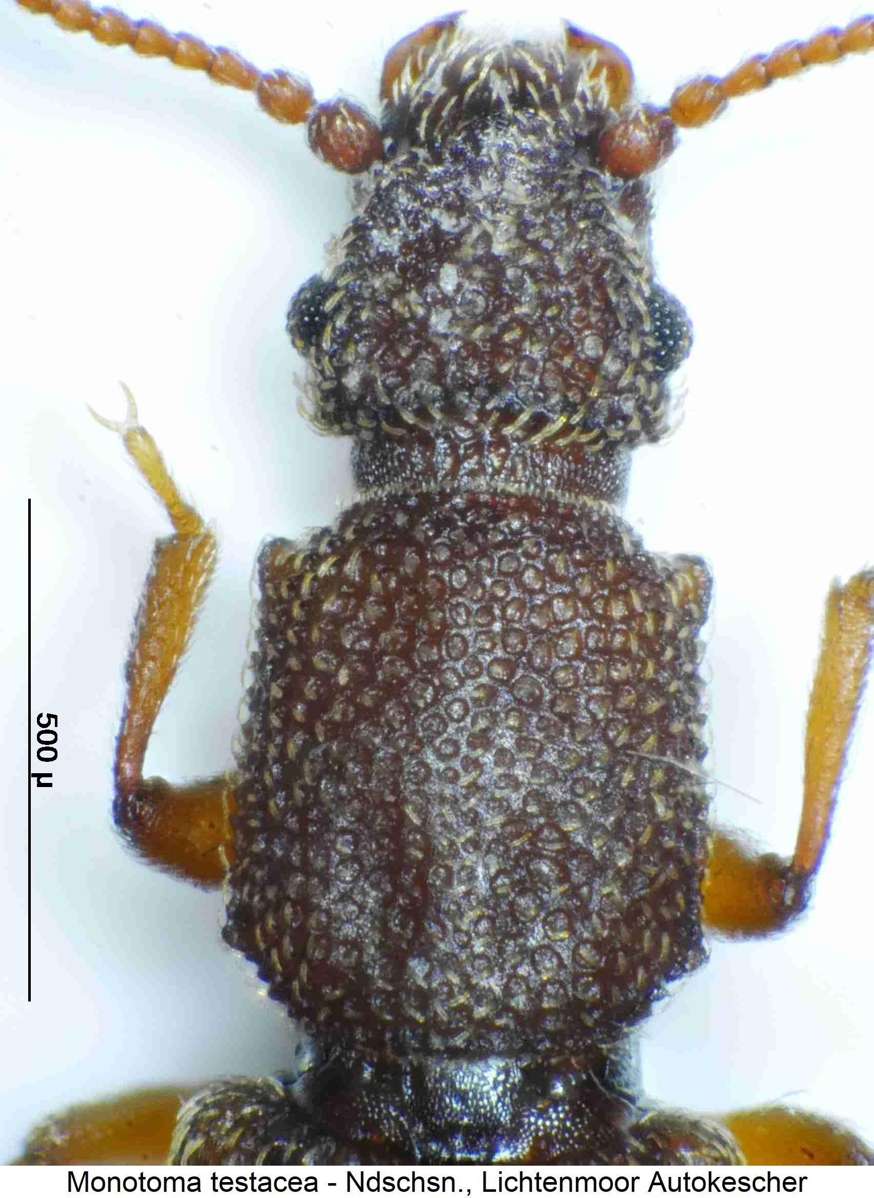 monotoma_testacea_vk.jpg