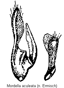 mordella_aculeata.gif
