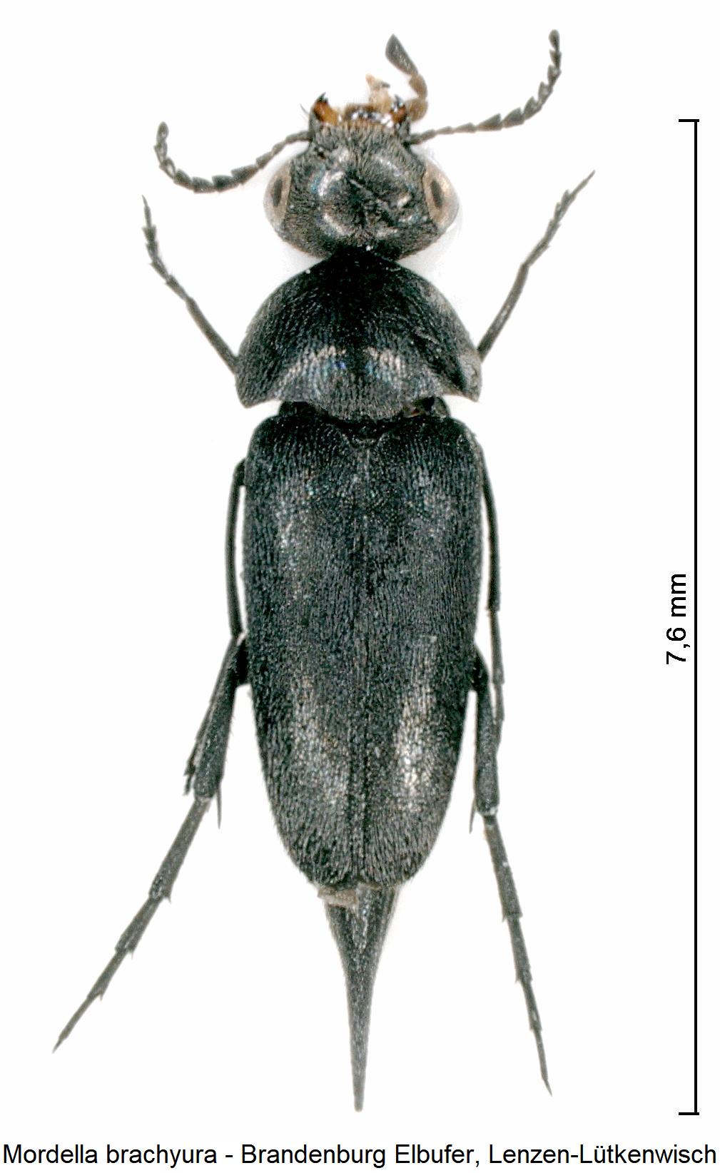 mordella_brachyura_hab.jpg