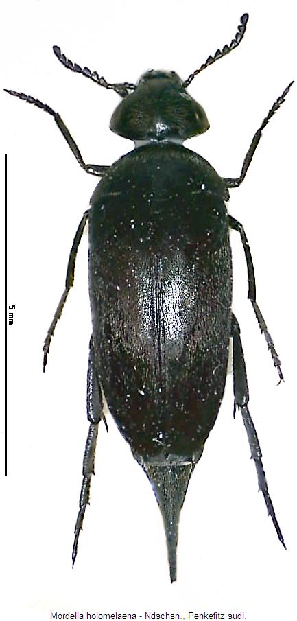 mordella_holomelaena_hab2.jpg