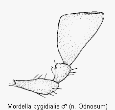 mordella_pygidialis_ts.gif