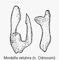 mordella_velutina_pm.gif