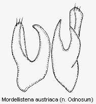 mordellistena_austriaca.gif