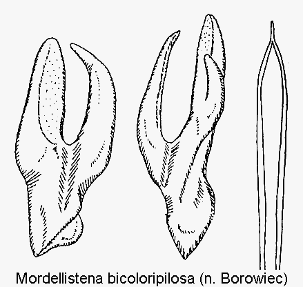 mordellistena_bicoloripilosa1.gif