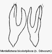 mordellistena_bicoloripilosa2.gif