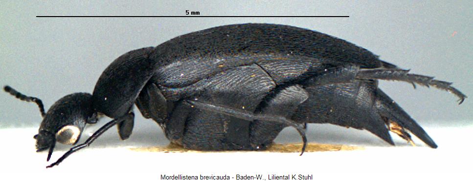 mordellistena_brevicauda_hab.jpg