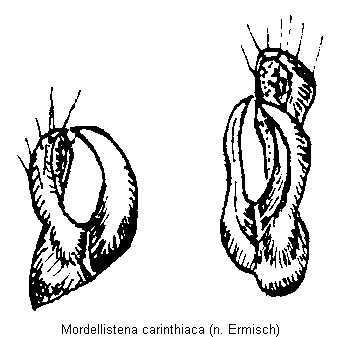mordellistena_carinthiaca.gif