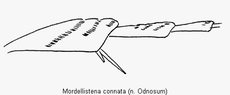 mordellistena_connata_hb.gif
