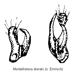 mordellistena_dvoraki.gif