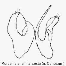 mordellistena_intersecta.gif