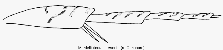 mordellistena_intersecta_hb.gif
