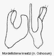 mordellistena_kraatzi2.gif