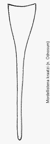mordellistena_kraatzi_pyg.gif