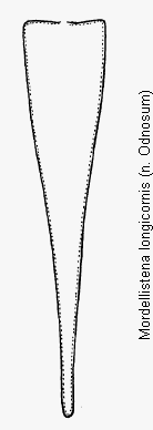 mordellistena_longicornis_pyg.gif