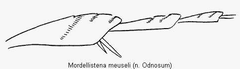 mordellistena_meuseli_hb.gif