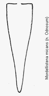 mordellistena_micans_pyg.gif