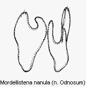 mordellistena_nanula.gif