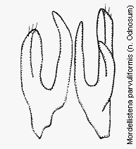 mordellistena_parvuliformis.gif