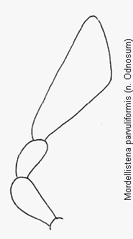 mordellistena_parvuliformis_ts.gif