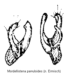mordellistena_parvuloides.gif