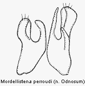 mordellistena_perroudi.gif