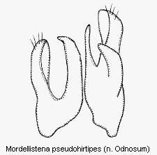 mordellistena_pseudohirtipes.gif