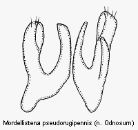 mordellistena_pseudorugipennis.gif