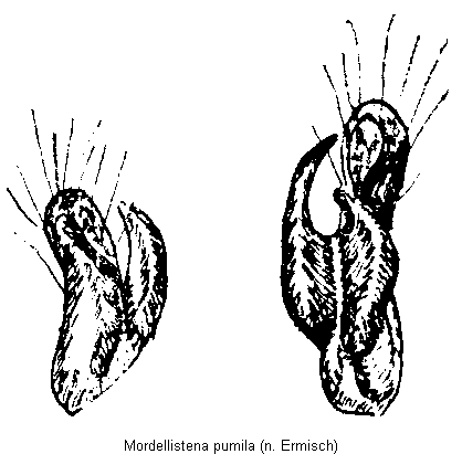 mordellistena_pumila.gif