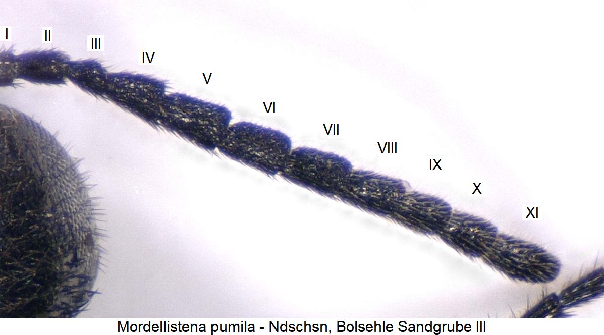 mordellistena_pumila_f.jpg