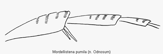mordellistena_pumila_hschn.gif