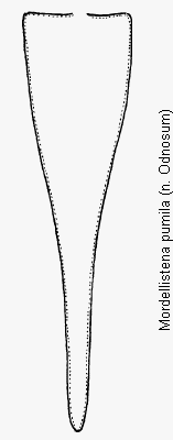 mordellistena_pumila_pyg.gif
