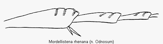 mordellistena_rhenana_hb.gif
