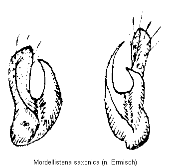 mordellistena_saxonica.gif