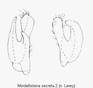 mordellistena_secreta1.gif