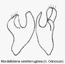 mordellistena_semiferruginea.gif