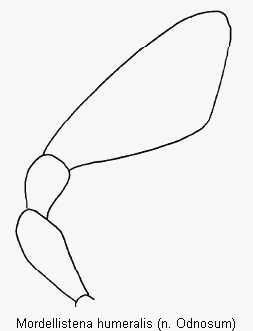 mordellistena_umeralis_ts.gif