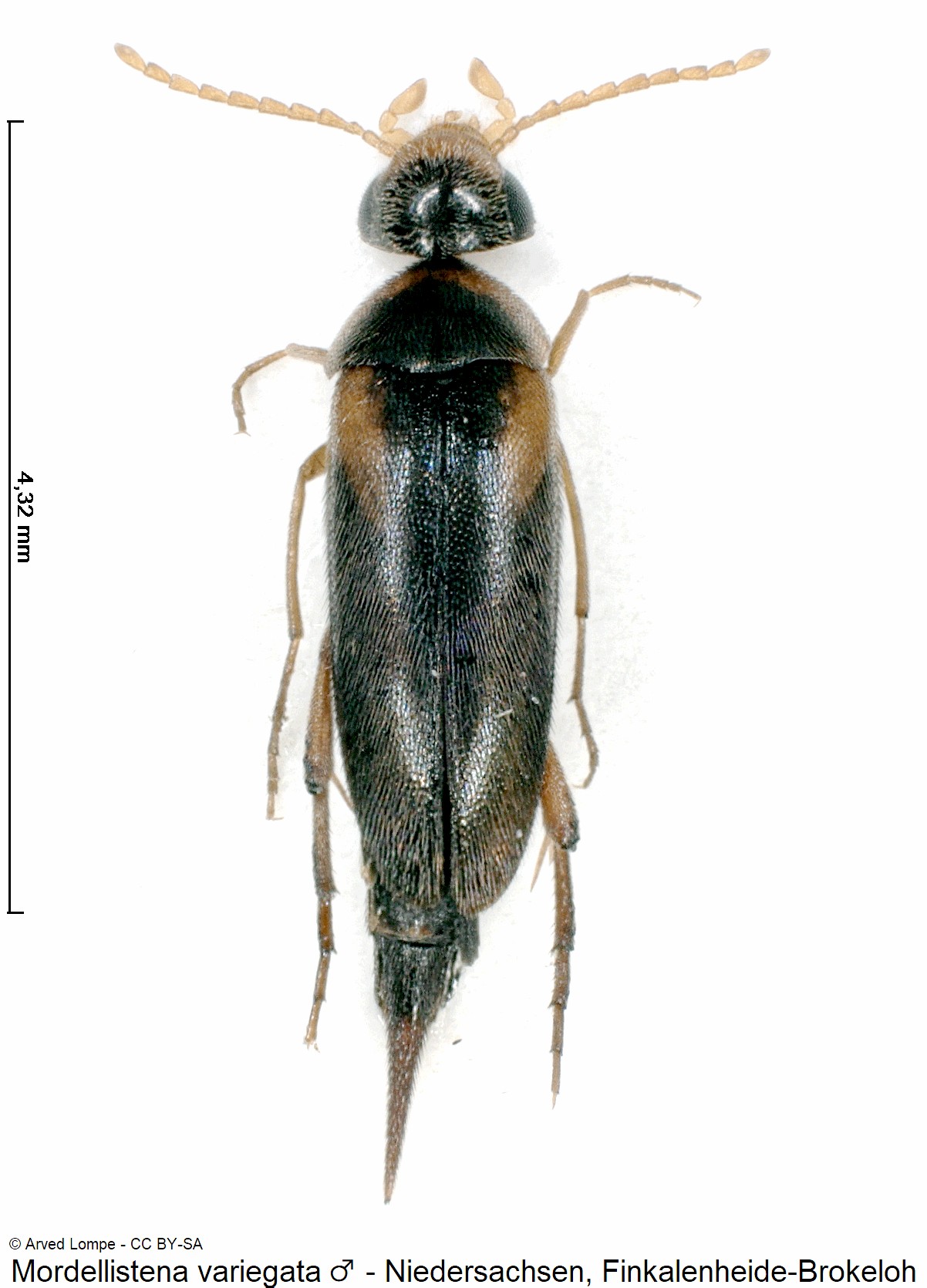 mordellistena_variegata_m_ck36029041_hab.jpg