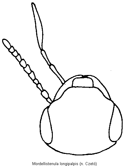 mordellistenula_longipalpis_k.gif