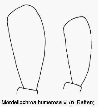 mordellochroa_humerosa_w_ts.gif