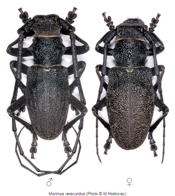 morimus_verecundus_hab.jpg