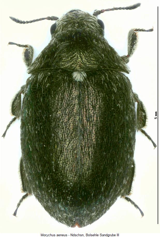 morychus_aeneus_hab.jpg