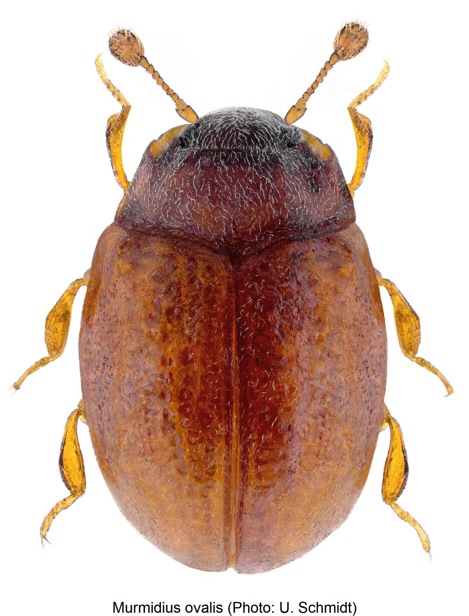 murmidius_ovalis_hab.jpg