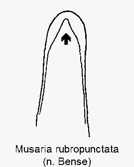 musaria_rubropunctata.gif