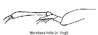 mycetaea_hirta_tr.gif